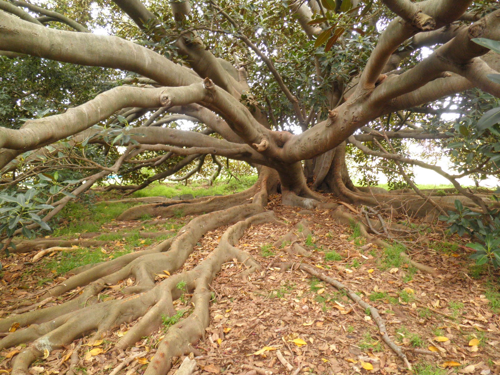 NTAV_HeritageMoretonBayFig_Werribee