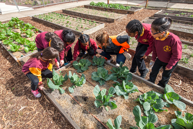 Deer Park North Primary School. EEV Water wise landscape