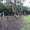 Newells Community planting